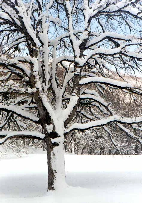 Albero.jpg